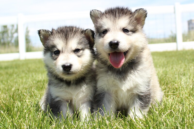 Alaskan Malamute puppies