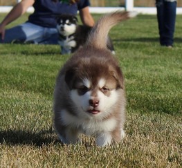 Sweet red and white malamute puppy