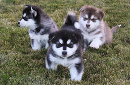 Three beautiful malamute puppies