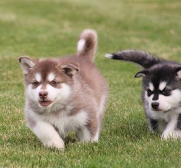 Red and white malamute puppy running