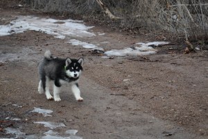 Malamute puppy walking