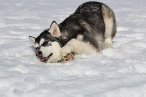 malamute laying in the snow