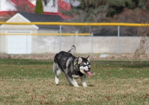 malamute playing at park