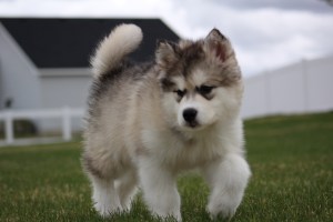 malamute pose