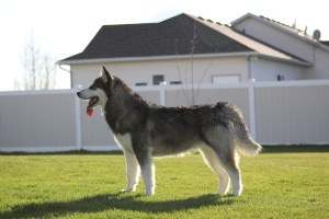 Alaskan malamute