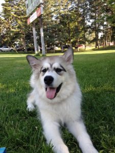 malamute a softball game