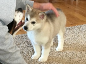 Malamute puppy learning to sit