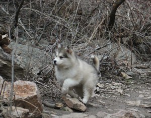 malamute puppy jumping rock