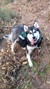 malamute backpacking