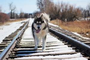 malamute on railroad track