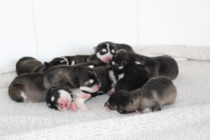 malamute puppies