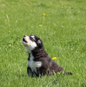 malamute puppy howling