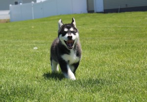 malamute puppy running