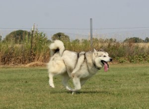 Malamute running