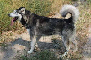 malamute standing in dirt road
