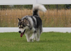 Alaskan malamute playing in yard