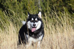 Adult malamute up in the mountains