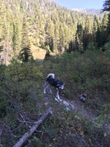 malamute on hiking trail