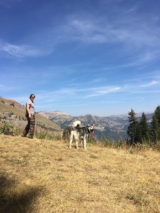 Malamute up in mountains