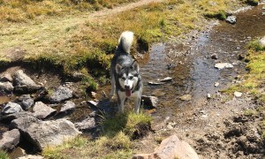 malamute standing in the water