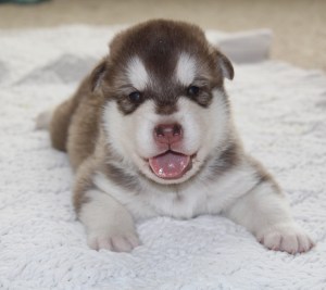 Red malamute puppy smiling