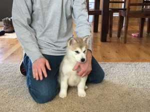 Grey malamute puppy sitting with owner