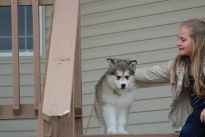 Malamute puppy on porch