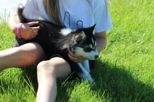 Black and white malamute puppy playing