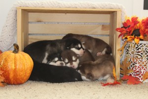 malamute puppy pile