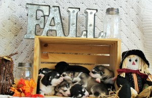 Alaskan Malamutes