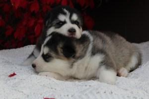 bestfriends puppies alaskan malamutes