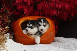 pumpkin puppies alaskan malamutes