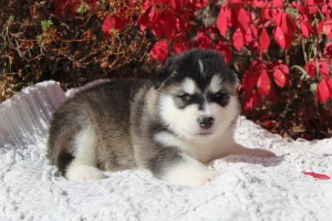 beautiful puppy alsakan malamute