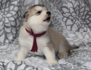 howling puppy alsakan malamute