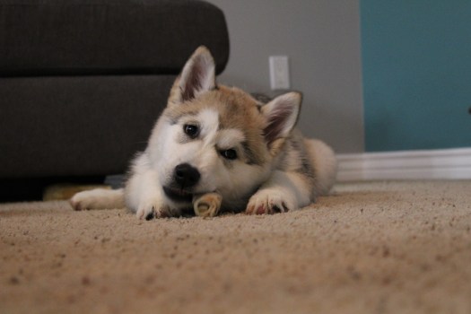 Alaskan Malamute eating bone
