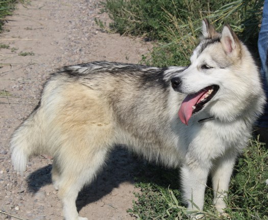 Alaskan Malamute on a walk