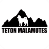 TETON MALAMUTES